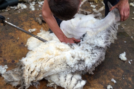 a Shetland crofter clipping his sheep. Photo by Oliver Henry